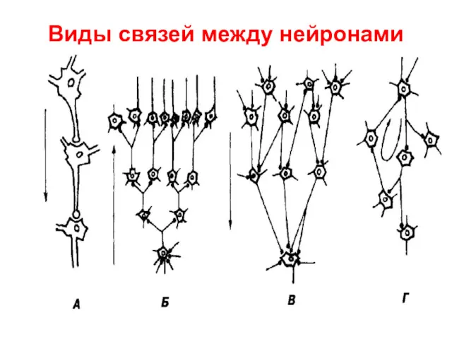 Виды связей между нейронами