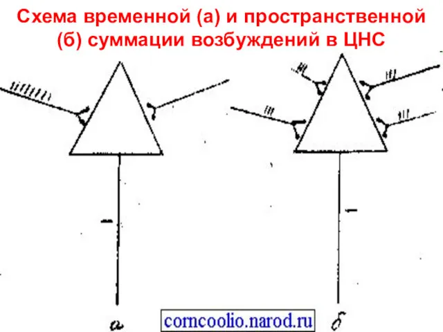 Схема временной (а) и пространственной (б) суммации возбуждений в ЦНС