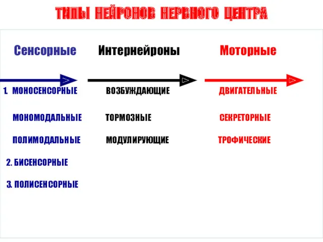 ТИПЫ НЕЙРОНОВ НЕРВНОГО ЦЕНТРА Сенсорные Интернейроны Моторные 1. МОНОСЕНСОРНЫЕ ВОЗБУЖДАЮЩИЕ