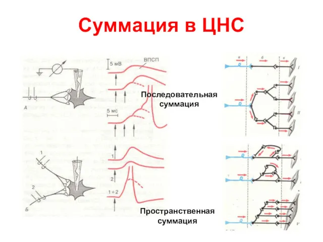 Суммация в ЦНС Последовательная суммация Пространственная суммация