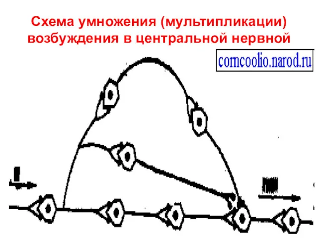 Схема умножения (мультипликации) возбуждения в центральной нервной