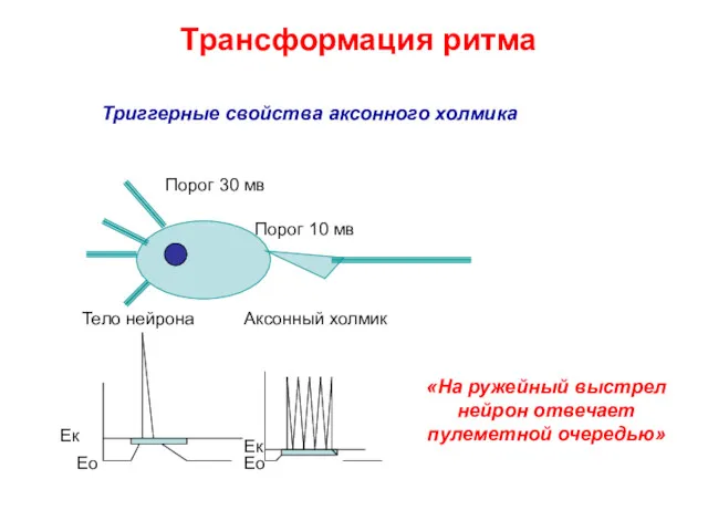 Трансформация ритма Триггерные свойства аксонного холмика «На ружейный выстрел нейрон отвечает пулеметной очередью»