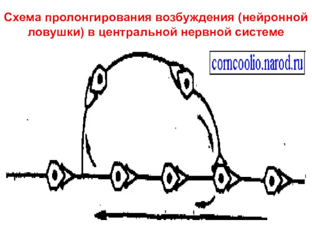 Схема пролонгирования возбуждения (нейронной ловушки) в центральной нервной системе