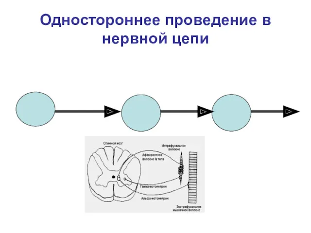 Одностороннее проведение в нервной цепи