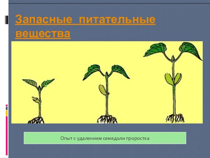 Запасные питательные вещества Опыт с удалением семядоли проростка