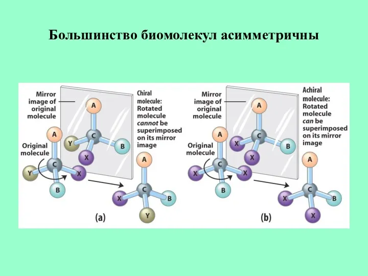 Большинство биомолекул асимметричны