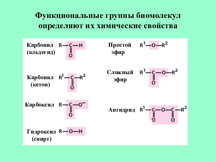 Функциональные группы биомолекул определяют их химические свойства Карбонил (альдегид) Карбонил