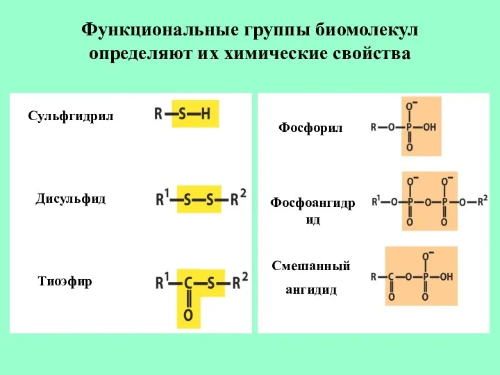 Функциональные группы биомолекул определяют их химические свойства Сульфгидрил Дисульфид Тиоэфир Фосфорил Фосфоангидрид Смешанный ангидид