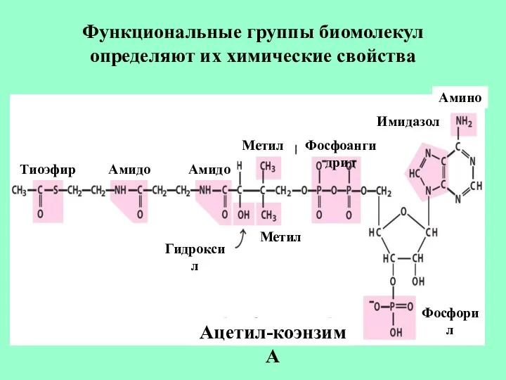 Функциональные группы биомолекул определяют их химические свойства Тиоэфир Амидо Амидо