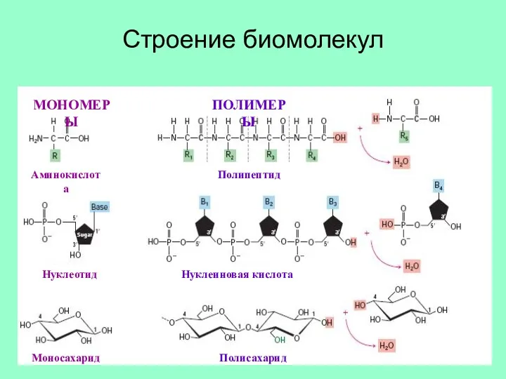 Строение биомолекул МОНОМЕРЫ ПОЛИМЕРЫ Аминокислота Полипептид Моносахарид Нуклеотид Полисахарид Нуклеиновая кислота