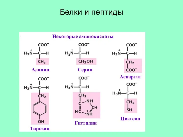 Белки и пептиды