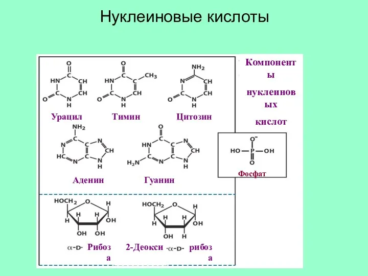 Нуклеиновые кислоты