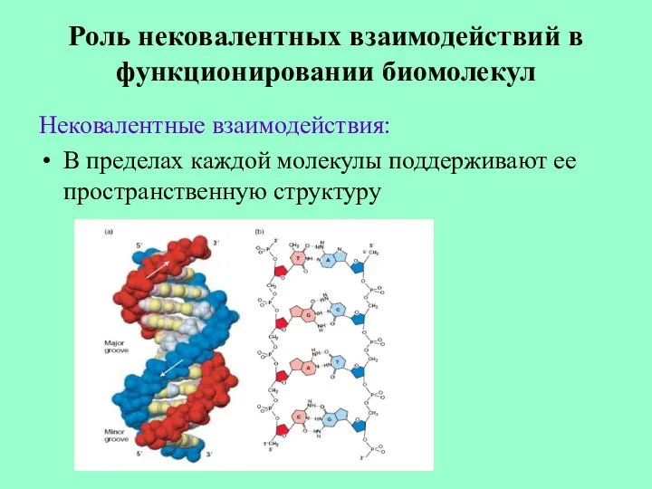 Роль нековалентных взаимодействий в функционировании биомолекул Нековалентные взаимодействия: В пределах каждой молекулы поддерживают ее пространственную структуру