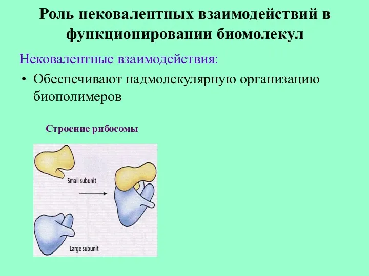 Роль нековалентных взаимодействий в функционировании биомолекул Нековалентные взаимодействия: Обеспечивают надмолекулярную организацию биополимеров Строение рибосомы