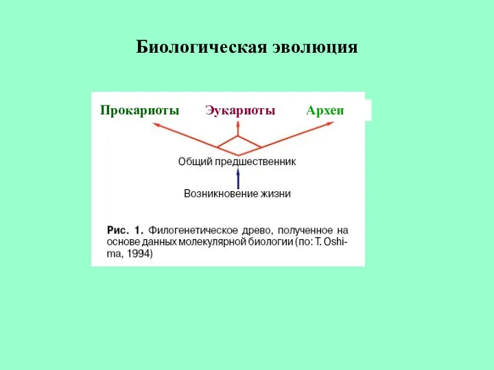 Биологическая эволюция Прокариоты Эукариоты Археи