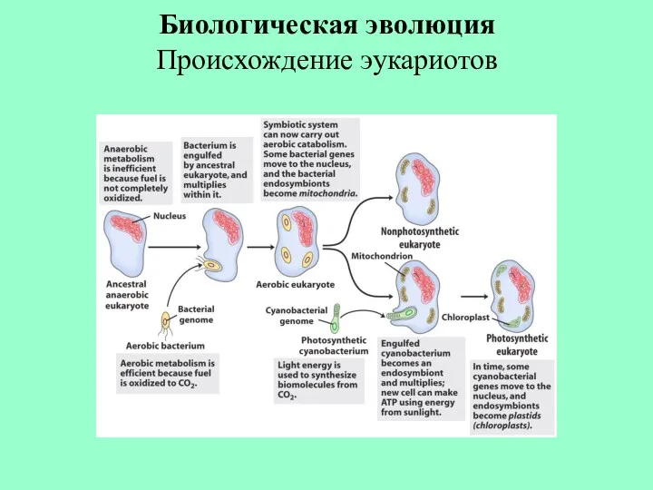 Биологическая эволюция Происхождение эукариотов