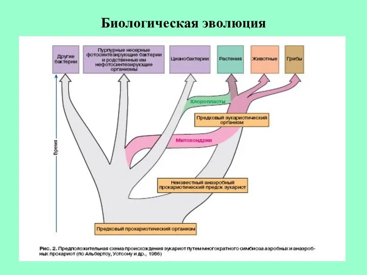 Биологическая эволюция