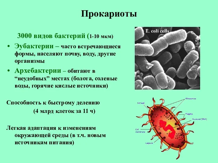 Прокариоты 3000 видов бактерий (1-10 мкм) Эубактерии – часто встречающиеся