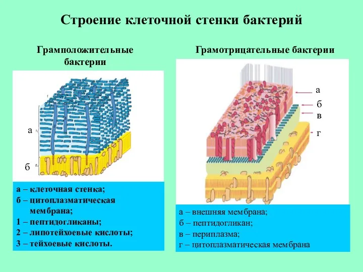 Строение клеточной стенки бактерий Грамположительные бактерии а – клеточная стенка;