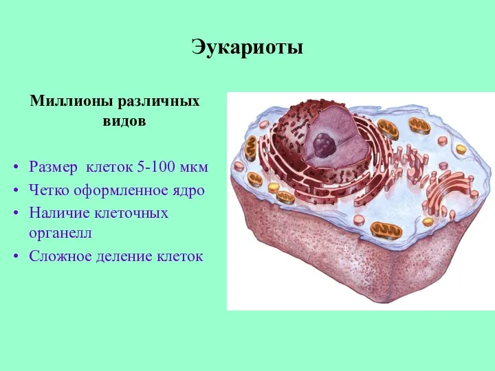 Эукариоты Миллионы различных видов Размер клеток 5-100 мкм Четко оформленное