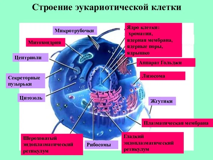 Строение эукариотической клетки Митохондрия Цитозоль Гладкий эндоплазматический ретикулум Шероховатый эндоплазматический