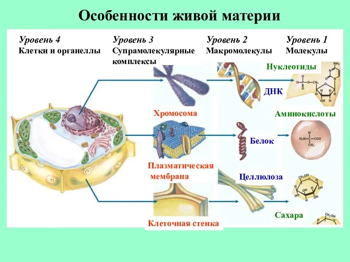 Особенности живой материи