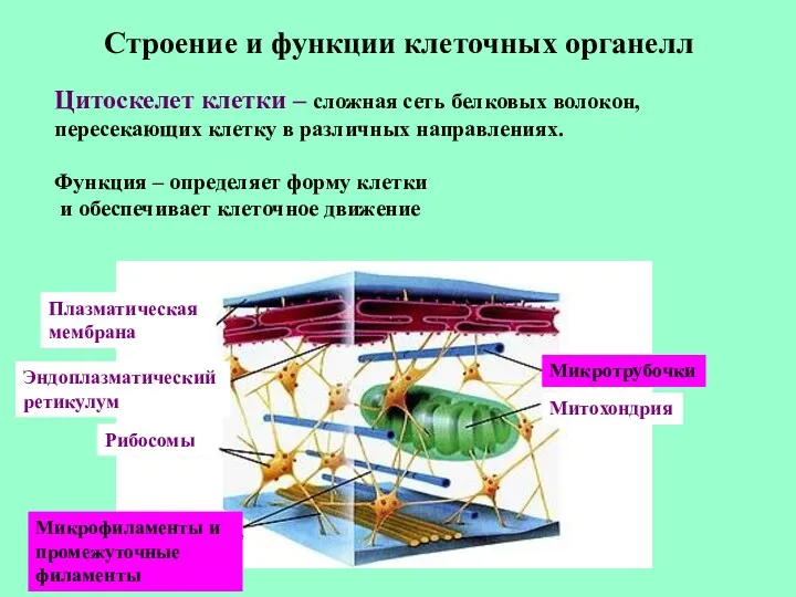 Строение и функции клеточных органелл Цитоскелет клетки – сложная сеть