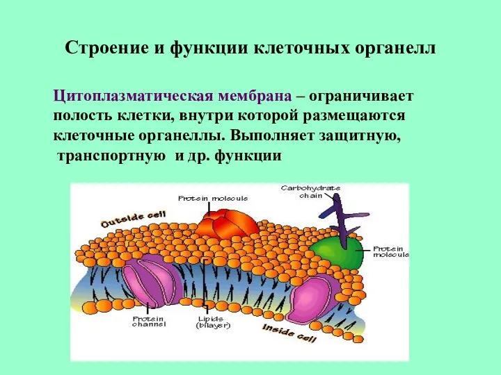 Строение и функции клеточных органелл Цитоплазматическая мембрана – ограничивает полость