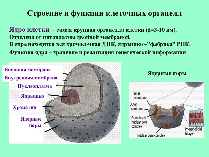 Строение и функции клеточных органелл Ядро клетки – самая крупная