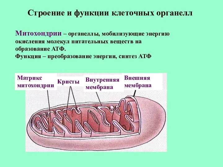 Строение и функции клеточных органелл Митохондрии – органеллы, мобилизующие энергию