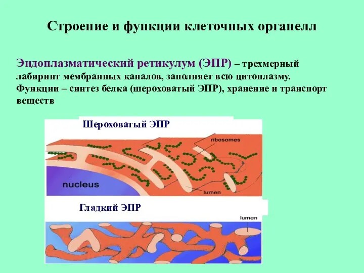 Строение и функции клеточных органелл Эндоплазматический ретикулум (ЭПР) – трехмерный