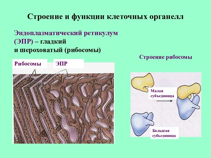 Строение и функции клеточных органелл Эндоплазматический ретикулум (ЭПР) – гладкий