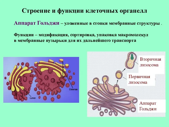 Строение и функции клеточных органелл Аппарат Гольджи – уложенные в