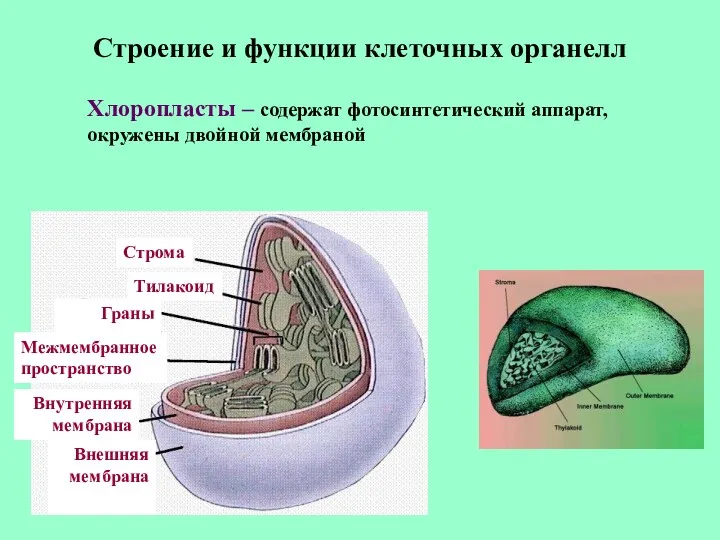 Строение и функции клеточных органелл Хлоропласты – содержат фотосинтетический аппарат,