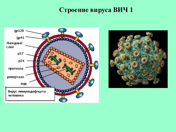 Строение вируса ВИЧ 1