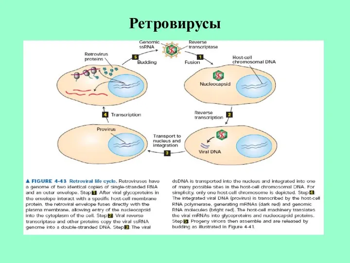 Ретровирусы