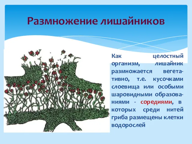 Размножение лишайников Как целостный организм, лишайник размножается вегета-тивно, т.е. кусочками