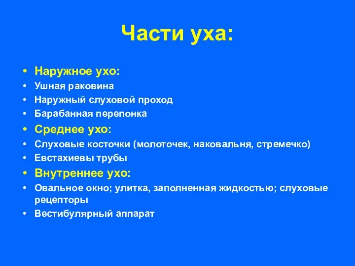 Части уха: Наружное ухо: Ушная раковина Наружный слуховой проход Барабанная