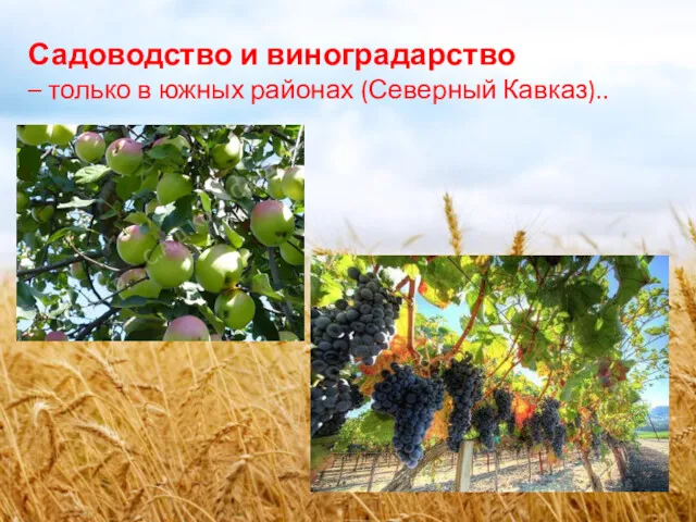 Садоводство и виноградарство – только в южных районах (Северный Кавказ)..