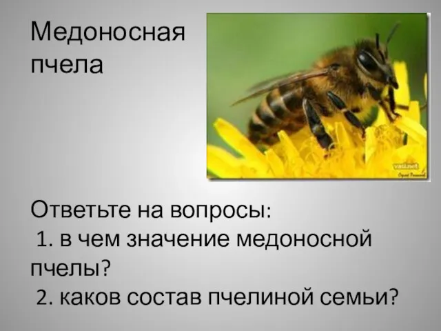 Ответьте на вопросы: 1. в чем значение медоносной пчелы? 2. каков состав пчелиной семьи? Медоносная пчела