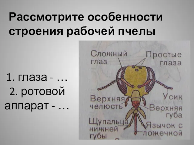 1. глаза - … 2. ротовой аппарат - … Рассмотрите особенности строения рабочей пчелы