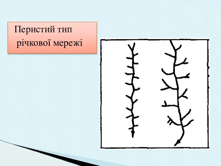 Перистий тип річкової мережі