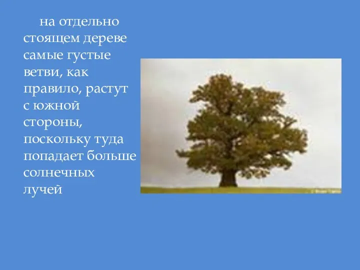 на отдельно стоящем дереве самые густые ветви, как правило, растут