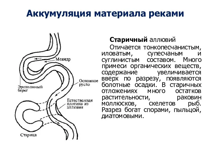 Старичный аллювий Отичается тонкопесчанистым, иловатым, супесчаным и суглинистым составом. Много