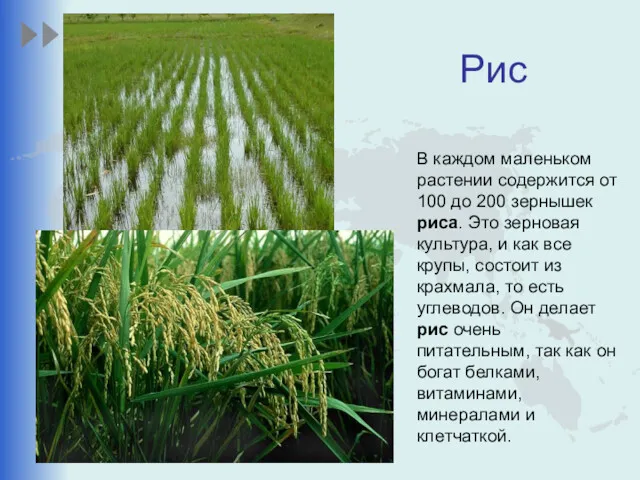Рис В каждом маленьком растении содержится от 100 до 200