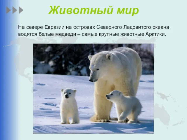 Животный мир На севере Евразии на островах Северного Ледовитого океана