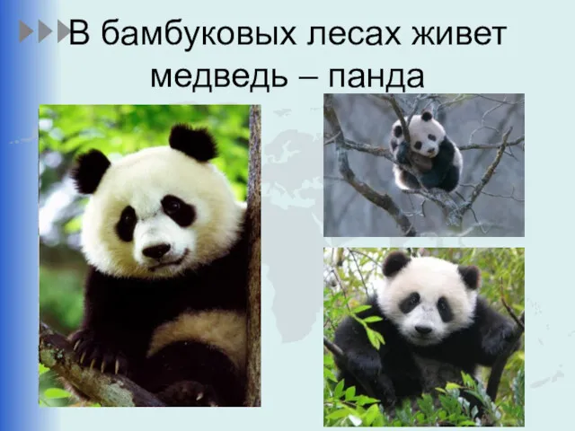 В бамбуковых лесах живет медведь – панда