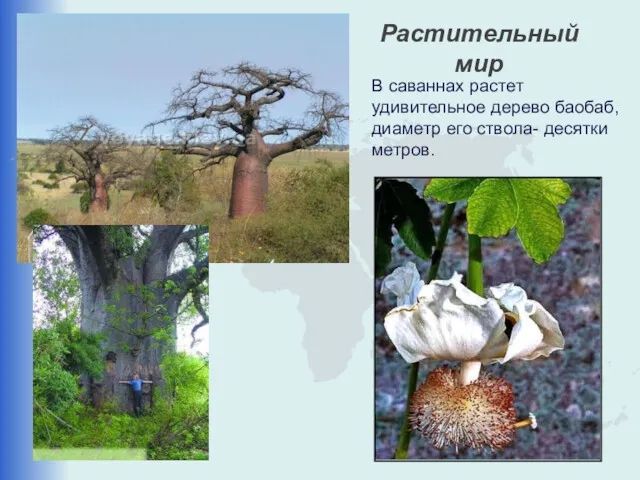 Растительный мир В саваннах растет удивительное дерево баобаб, диаметр его ствола- десятки метров.