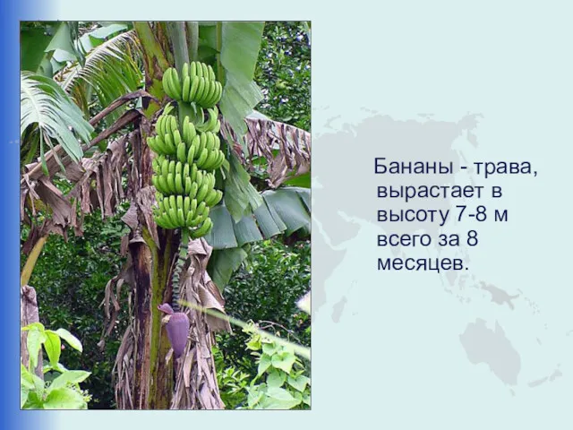 Бананы - трава, вырастает в высоту 7-8 м всего за 8 месяцев.