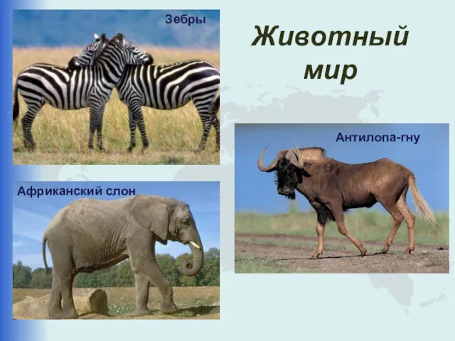 Животный мир Зебры Антилопа-гну Африканский слон